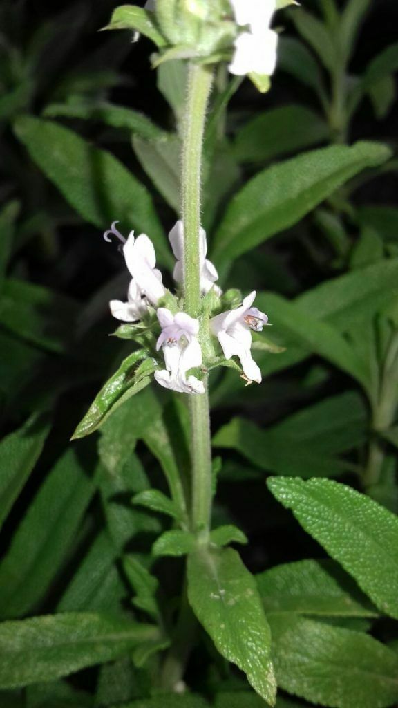 Salvia mellifera BLACK SAGE Seeds!