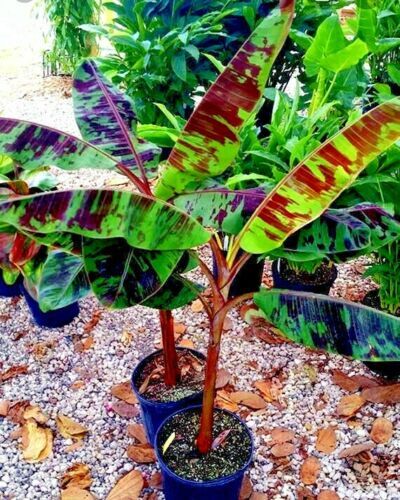 20 Red Tiger Darjeeling Banana Plant Tree Seeds (Musa sikkimensis) Hardy-Zone 5