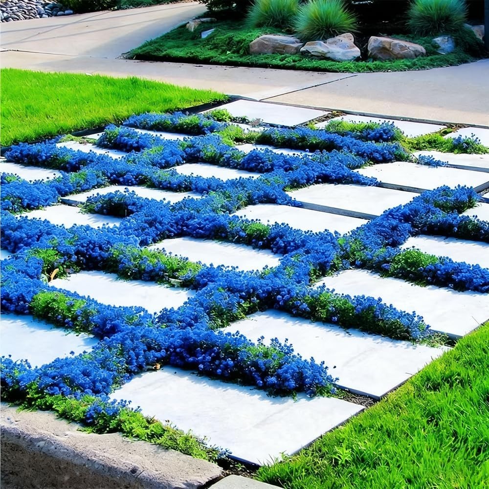 15000-21900+ Blue Creeping Thyme Seeds Ground Cover Blue Woolly Thyme Seeds Non-