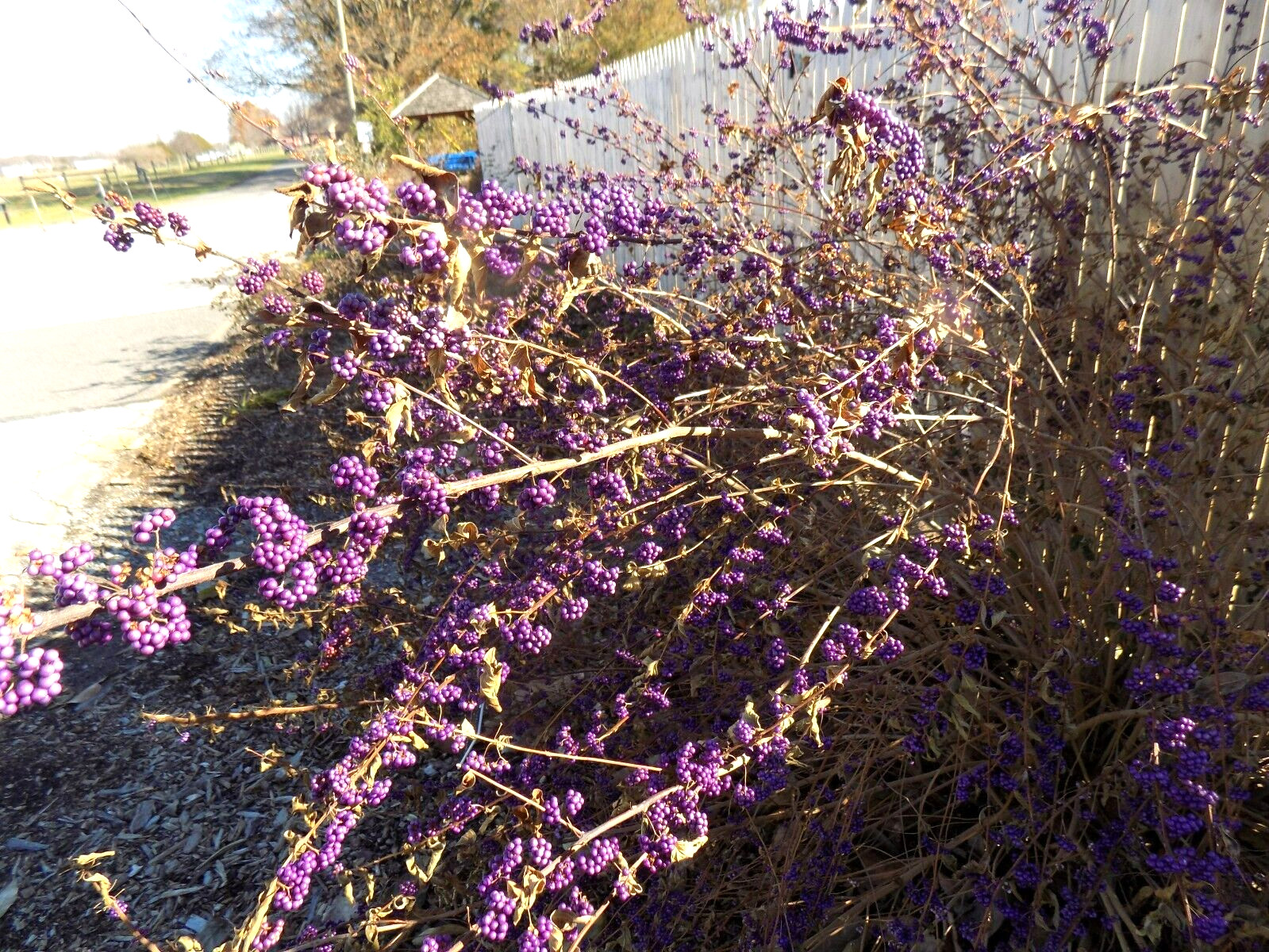 20 EARLY AMETHYST BEAUTYBERRY SEEDS – Callicarpa dichotoma ‘Early Amethyst’