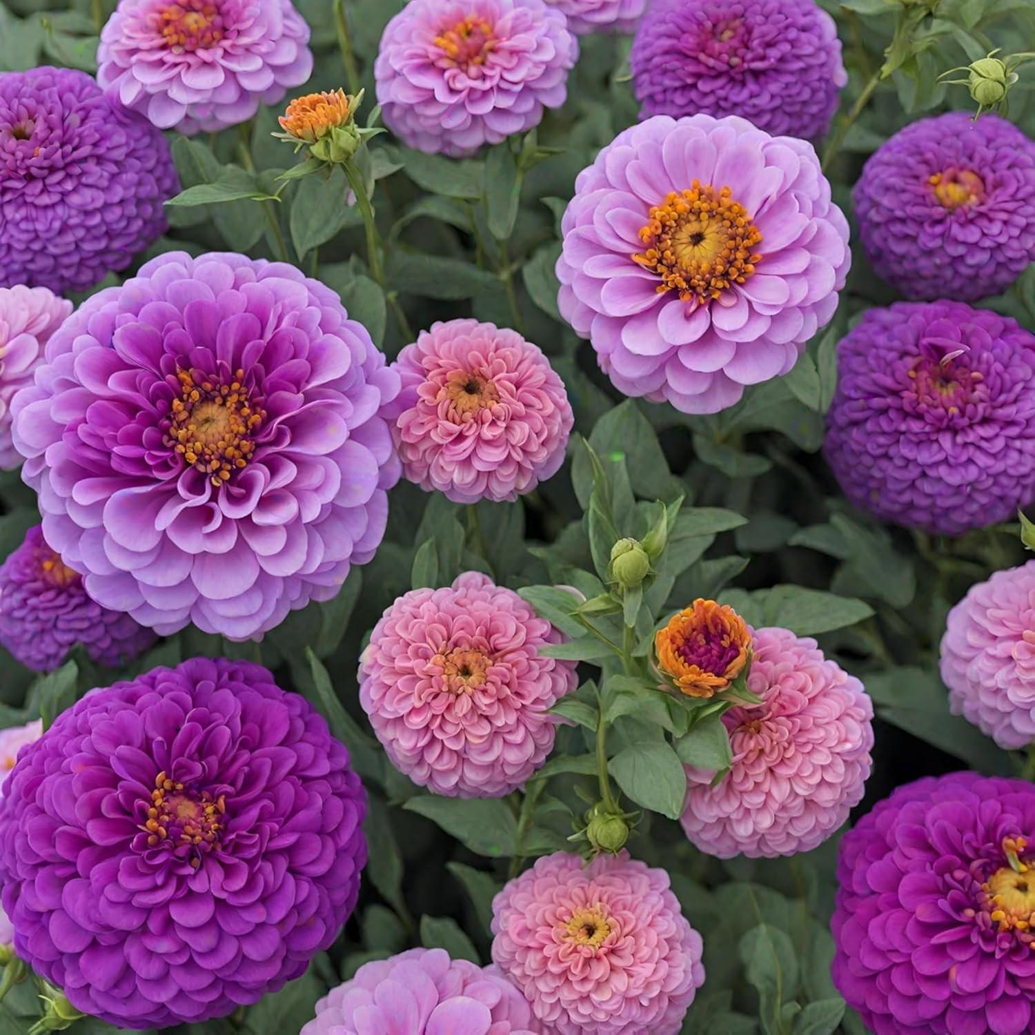 1000+ Crazy Blend Zinnia Seeds for Planting Non-Gmo Mixed Color Zinnia Flowers S