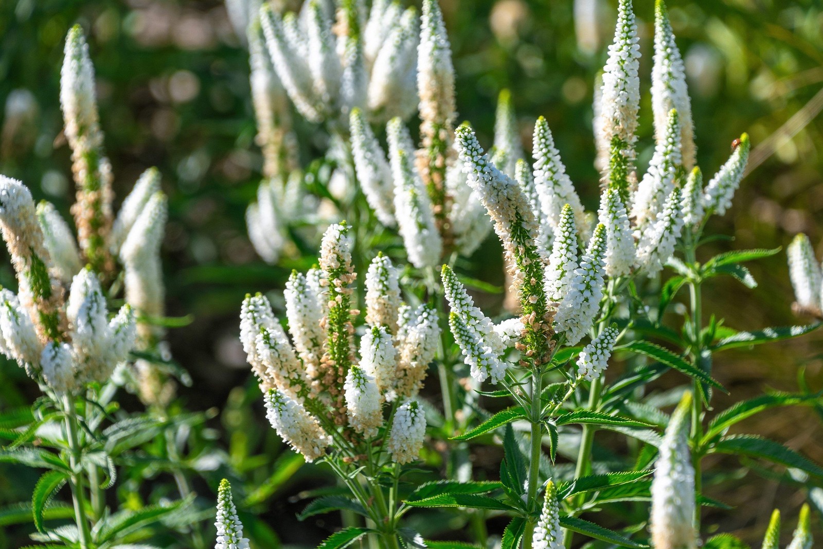 50 Mixed Colors VERONICA Spicata SIGHTSEEING MIX Spike Speedwell Flower Seeds
