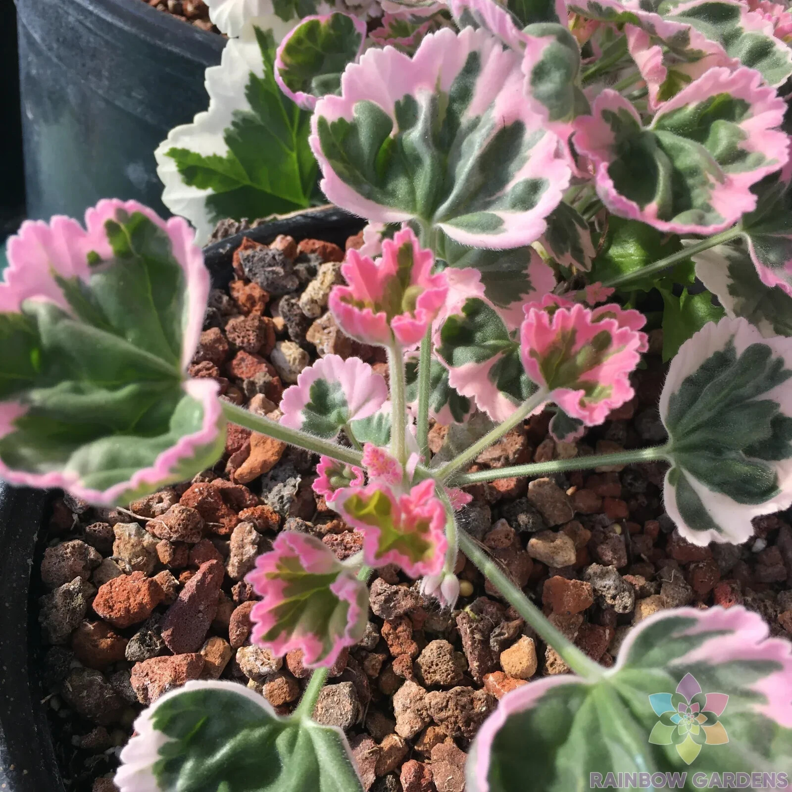 25+ Ice Queen Geranium Seeds for Garden Planting – USA – FREE SHIPPING!