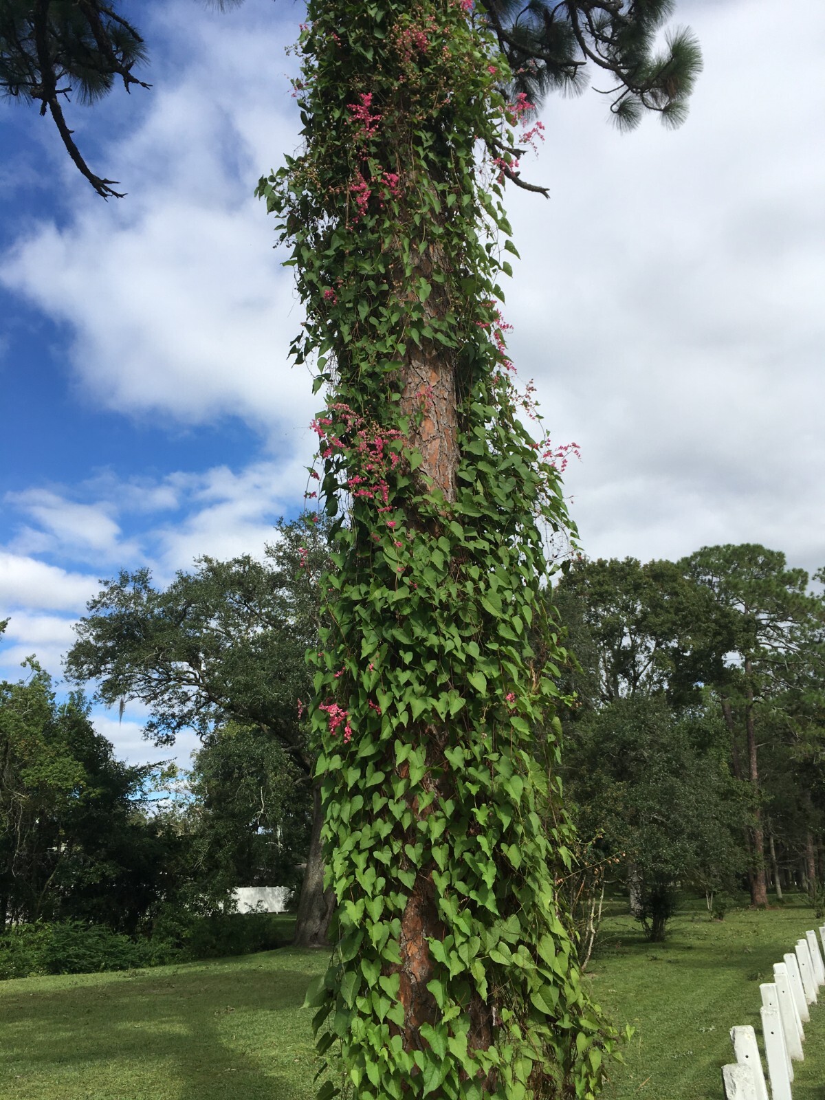 50+ Pink Coral Vine Seeds Antigonon leptopus Plant Perennial Vine Seeds Bee Bush