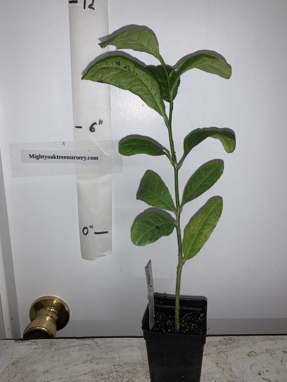 Etrog Citron Tree, 2.5 inch pot, No Ship Az, Ca, Fl, La, Tx, Hi, Ak