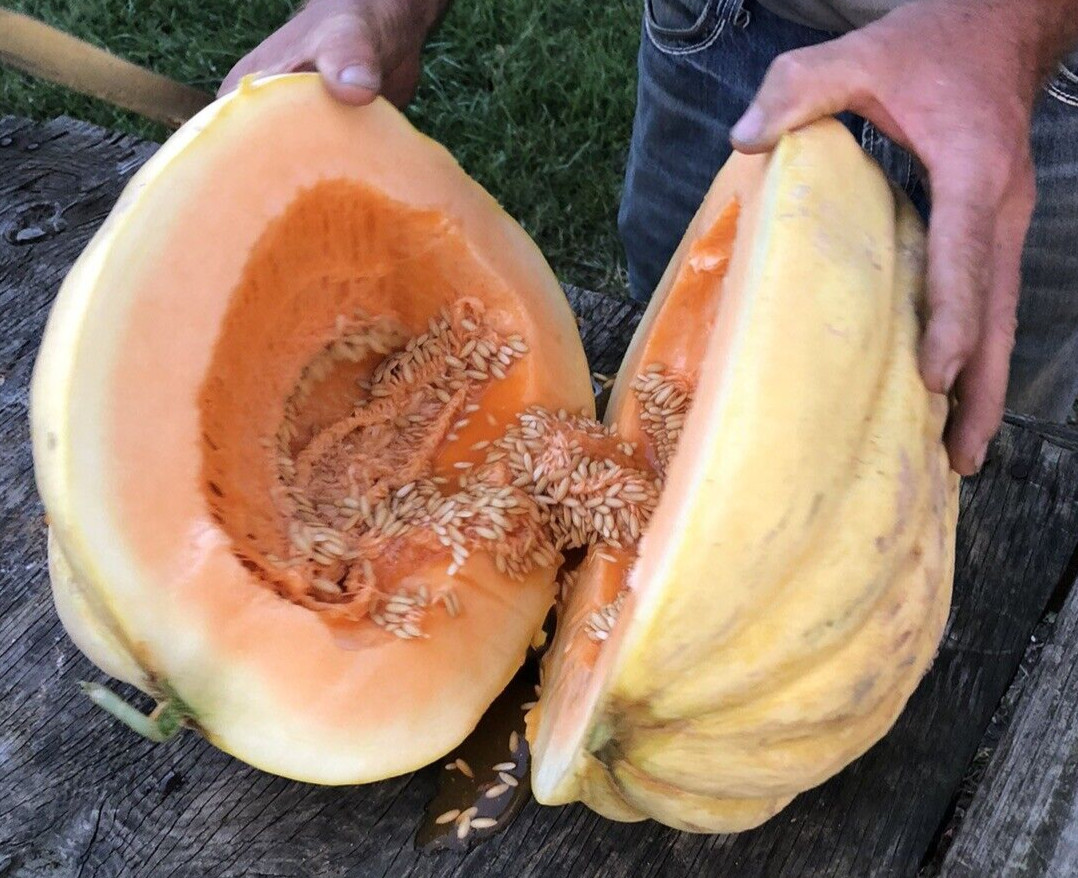 10 Giant Cantaloupe seeds, Home Grown in the USA, Non GMO, S&H with Tracking #