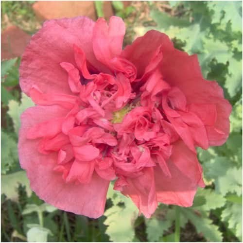 Salmon Peony Poppy Seeds For Planting (Papaver paeoniflorum)