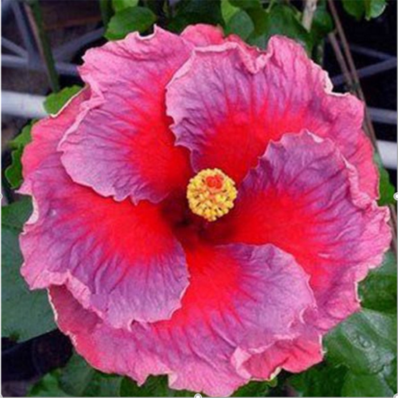 20 HIBISCUS FLOWER SEEDS rare exotic bloom plant garden bed bush germination