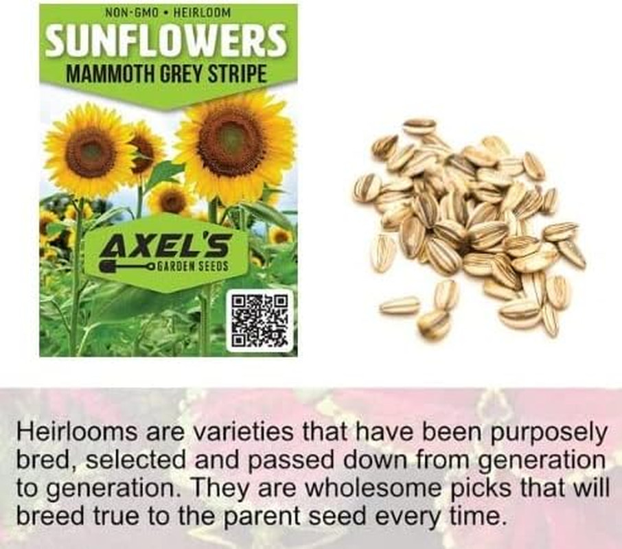 Mammoth Sunflower Seeds for Planting – Grow Giant Sun Flowers in Your Garden – 5