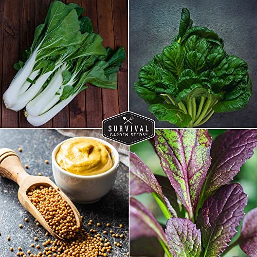 Mustard Green Seeds for Planting – 4 Variety Pack of Heirloom Greens | Tatsoi,