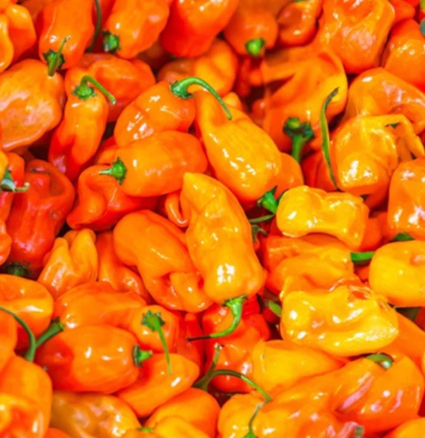 USDA Organic Non GMO Habanero Pepper Seeds Hot Pepper (20) Heirloom Orange / Red