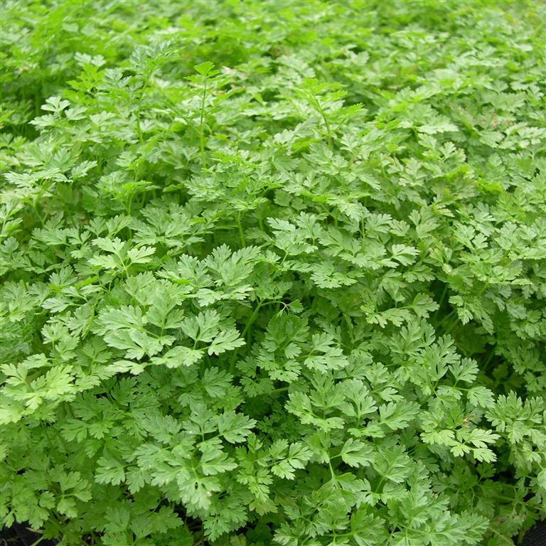 Herb Seed: Curled Chervil Seeds Fresh Seed