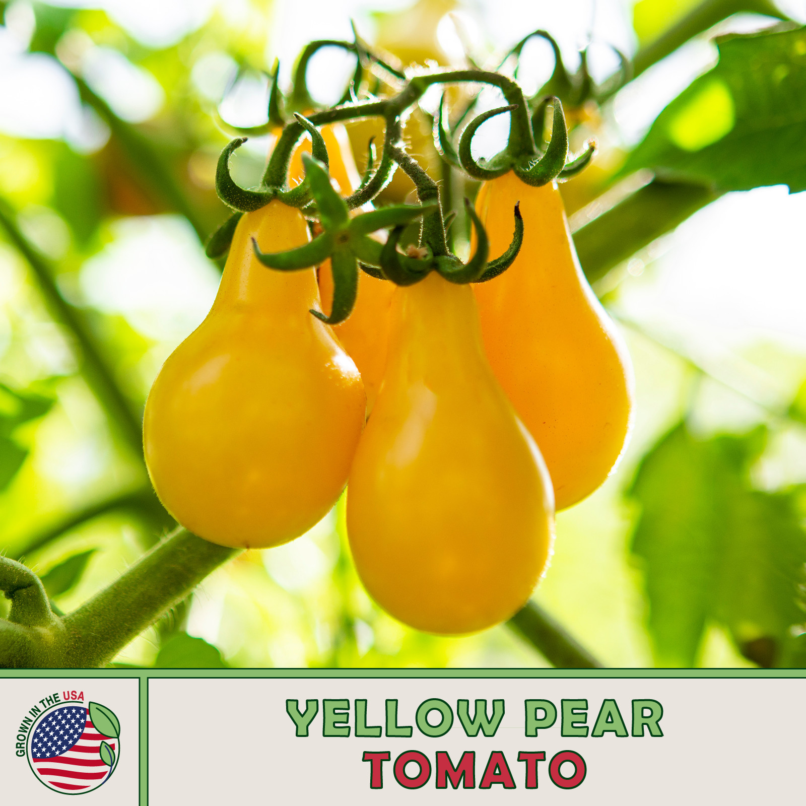 25 Organic Yellow Pear Tomato Seeds, Heirloom, Non-GMO, Genuine USA