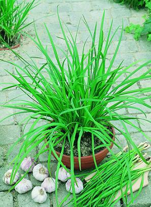 Chives Garlic Geisha 250 seeds