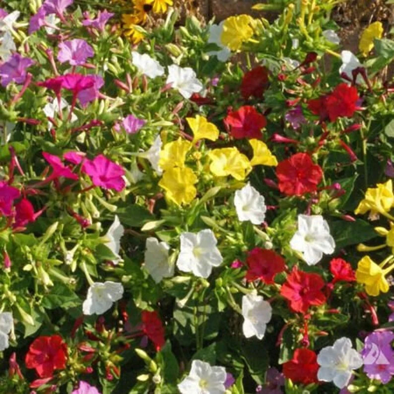 35 Four O’clock Mix Seeds. USA Seeds. Organic. Ships free