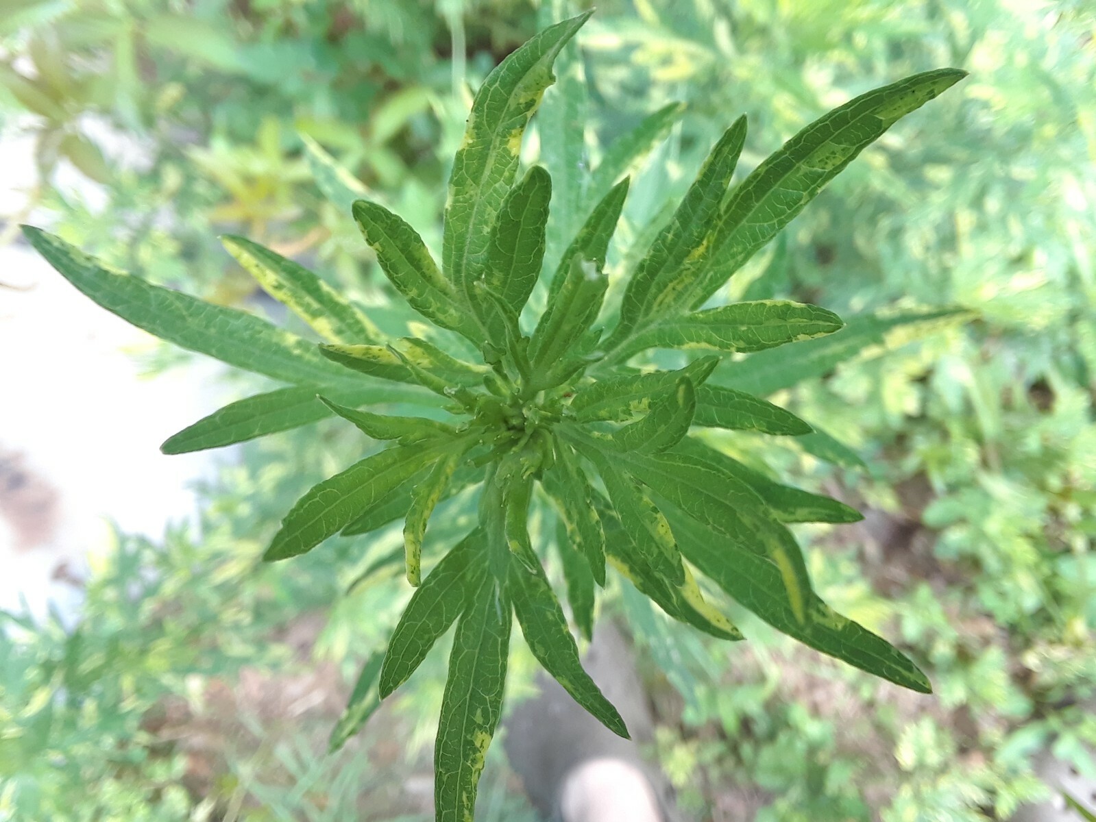 500 Mugwort Seeds (Artemisia Vulgaris)