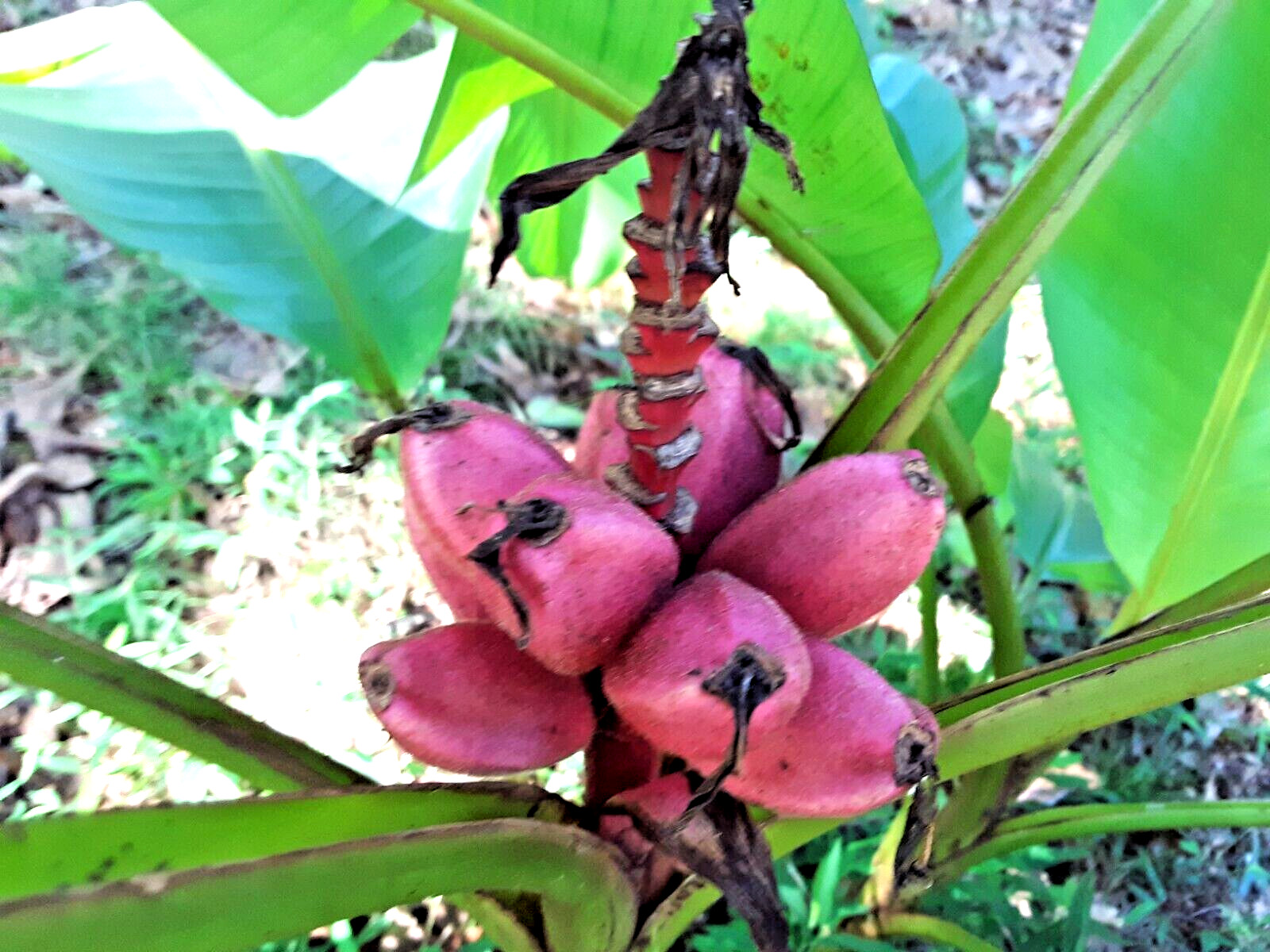 10 Pink Dwarf Ornamental Banana fruit Seeds(Musa Velu).US Grown Seeds.