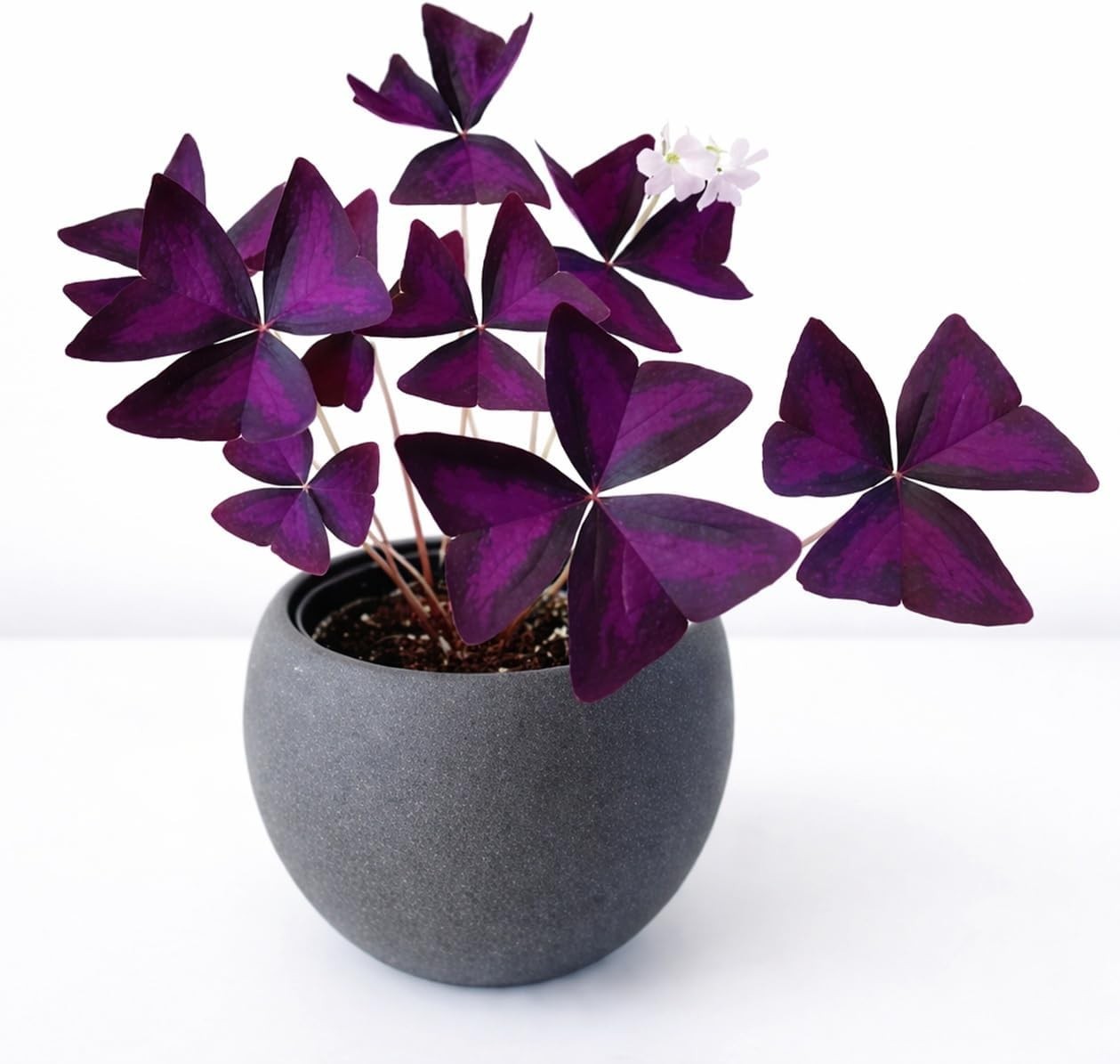 -Round Color: 10 Easy-to-Grow Purple Shamrock Bulbs for Indoor & Outdoor Use