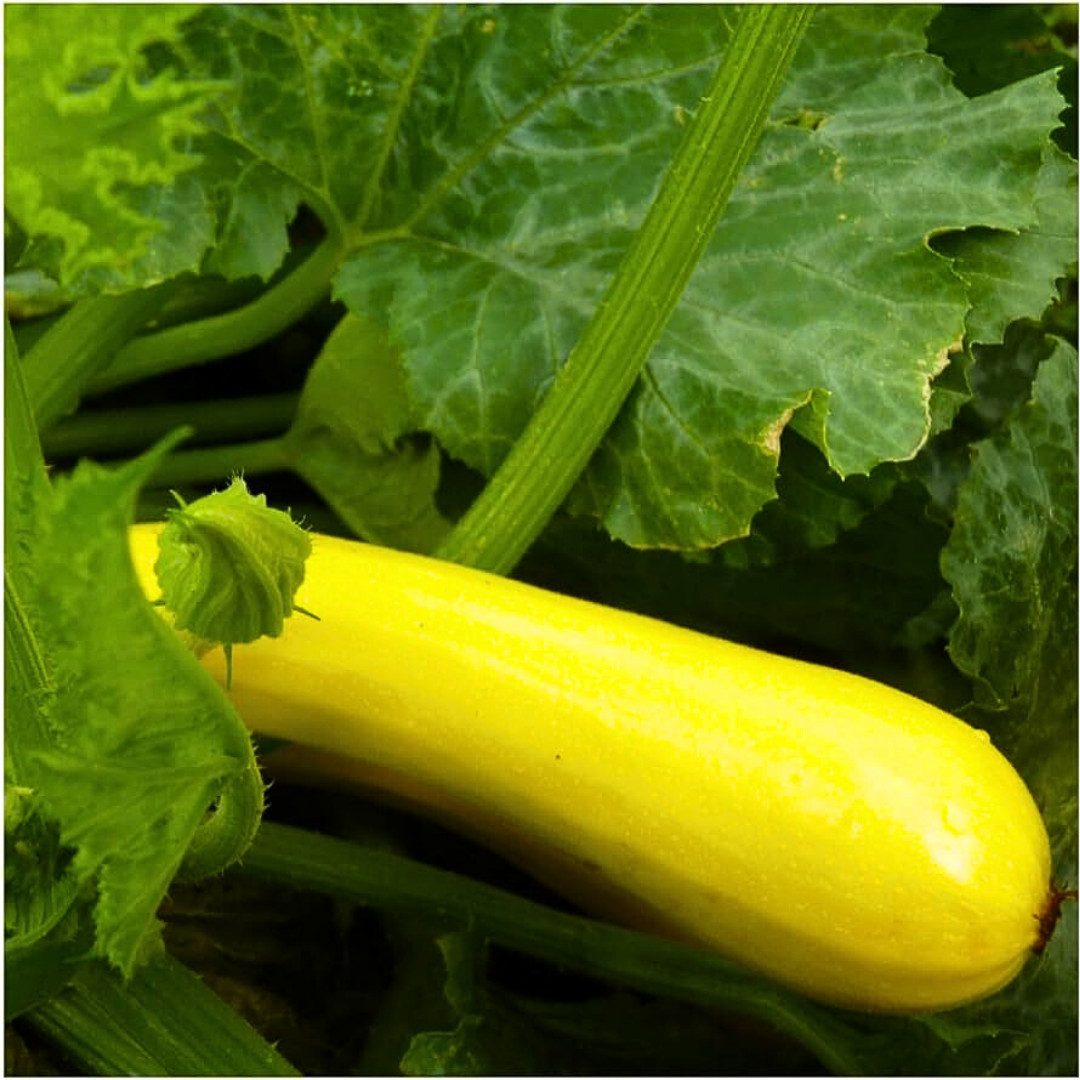 Fresh Golden Zucchini Seeds | Heirloom Non-GMO | Vegetable seeds