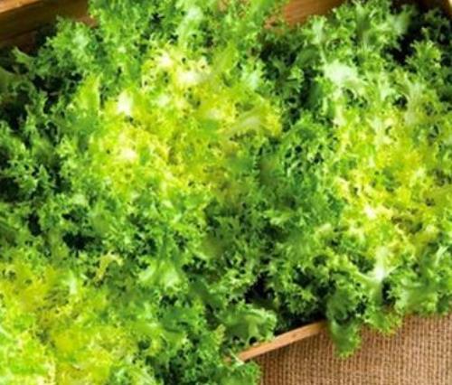 Endive Seeds, Green Curled Endive Seed, 1/16 oz Pack, Chicory, Heirloom, NON-GMO