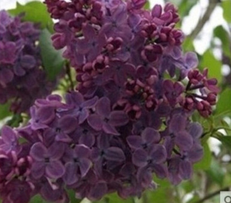 20 EXOTIC LILAC SEEDS for garden rare bloom flower plant bush USA SELLER USPS