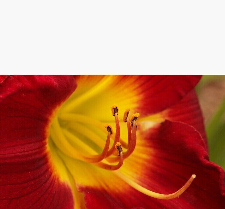 2 Daylily BREATHLESS BEAUTY Live Perennial Flower Bulb Bare Root Plants