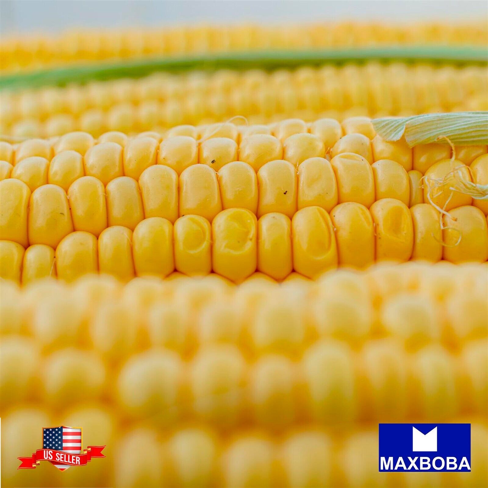 Corn Seeds (se) – Bodacious Hybrid R/M Non-GMO / Heirloom / Vegetable Garden
