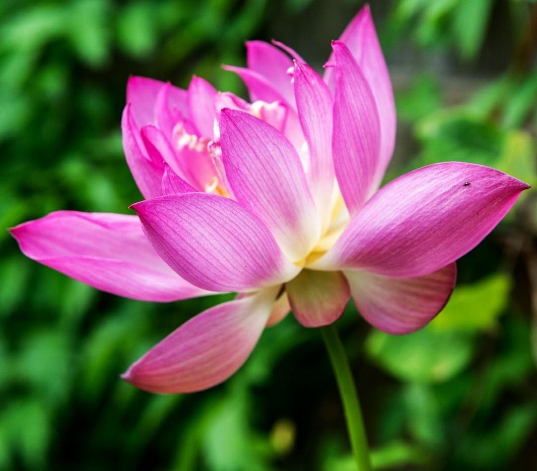 30 PCS Bowl Lotus Seeds Bonsai Lotus Seeds for Planting Water Lily Pink Purple R