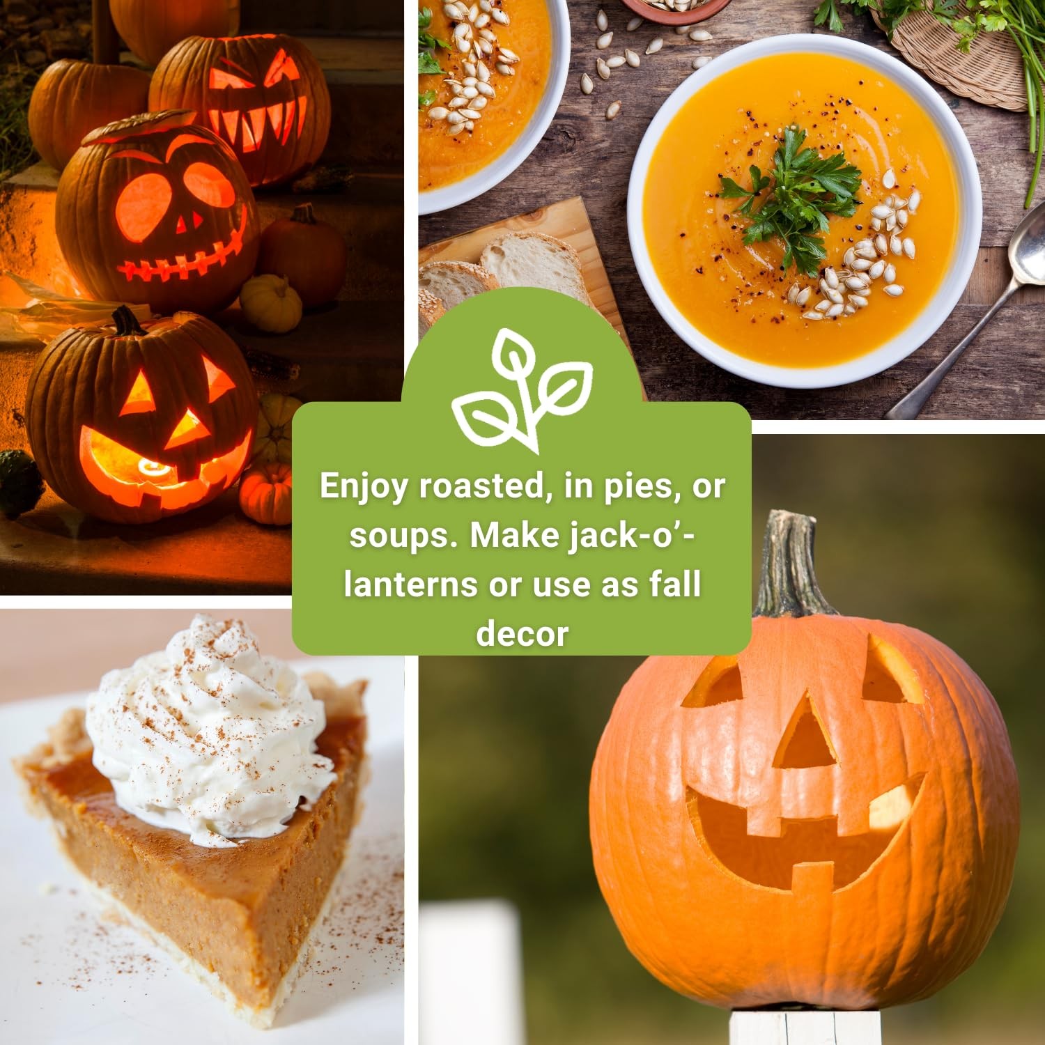 Classic Pumpkin Seed Collection NonGMO Heirloom Seeds for Home Garden