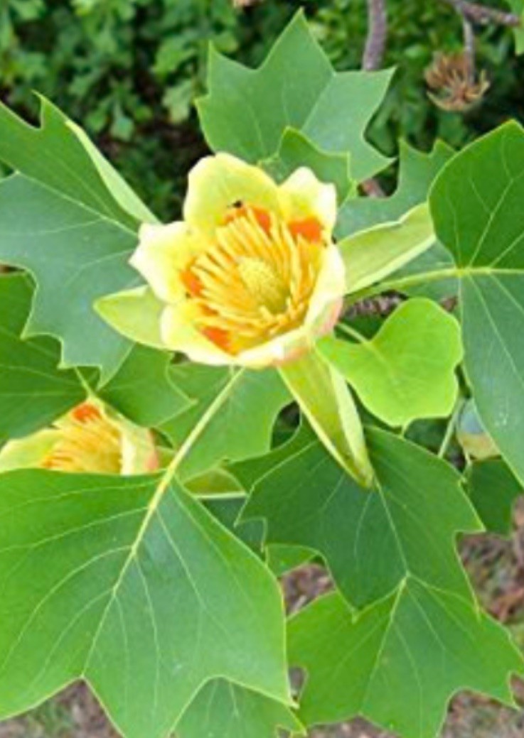 Bogo! 200 + Poplar Seeds (Liriodendron tulipifera) Native Organic Easy Fast Grow