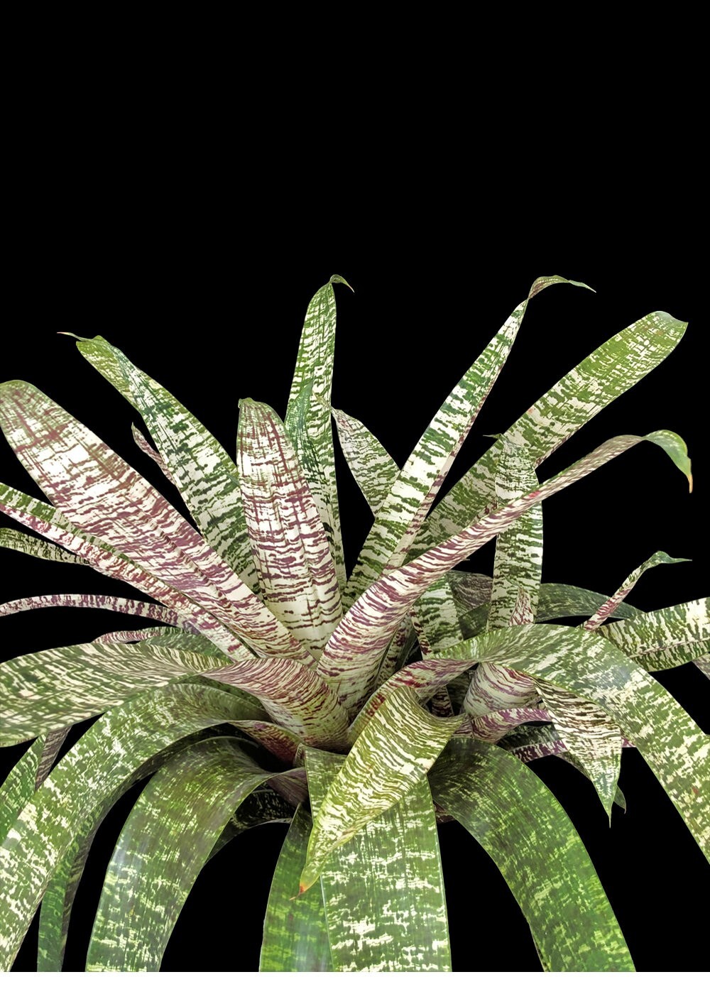 Bromelia – Vriesea Ospinae Gruberii Ice – Live plant