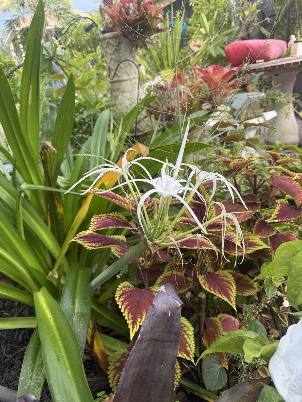 White Southern Spider Lily Hymenocallis~1.5″ to 2″ dia Lily Bulb~perennial