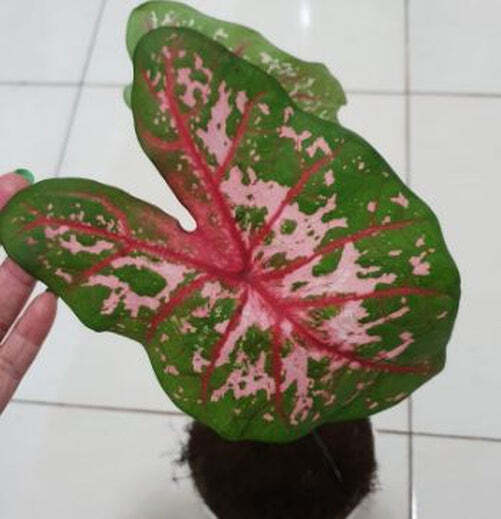 ‘Carolyn Wharton’ Caladium – Classic Elegance Unveiled (2 Bulbs)
