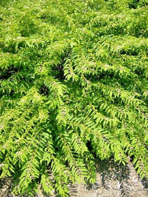 30 AMERICAN BEAUTY BERRY SEEDS – Callicarpa americana