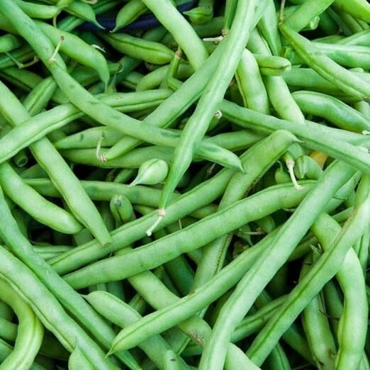 75+ seeds, Blue Lake Bush – Bean Seeds, heirloom seeds, non-GMO, vegetable seeds