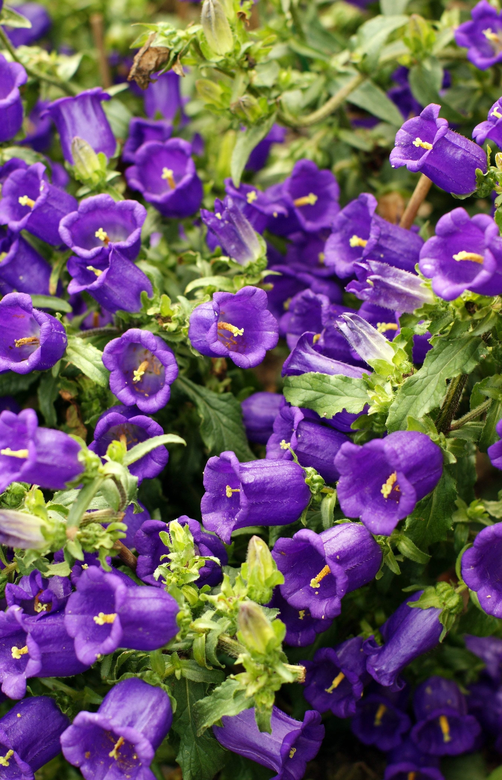 200 BLUE CANTERBURY BELLS – CAMPANULA Medium Flower Seeds *Comb S/H