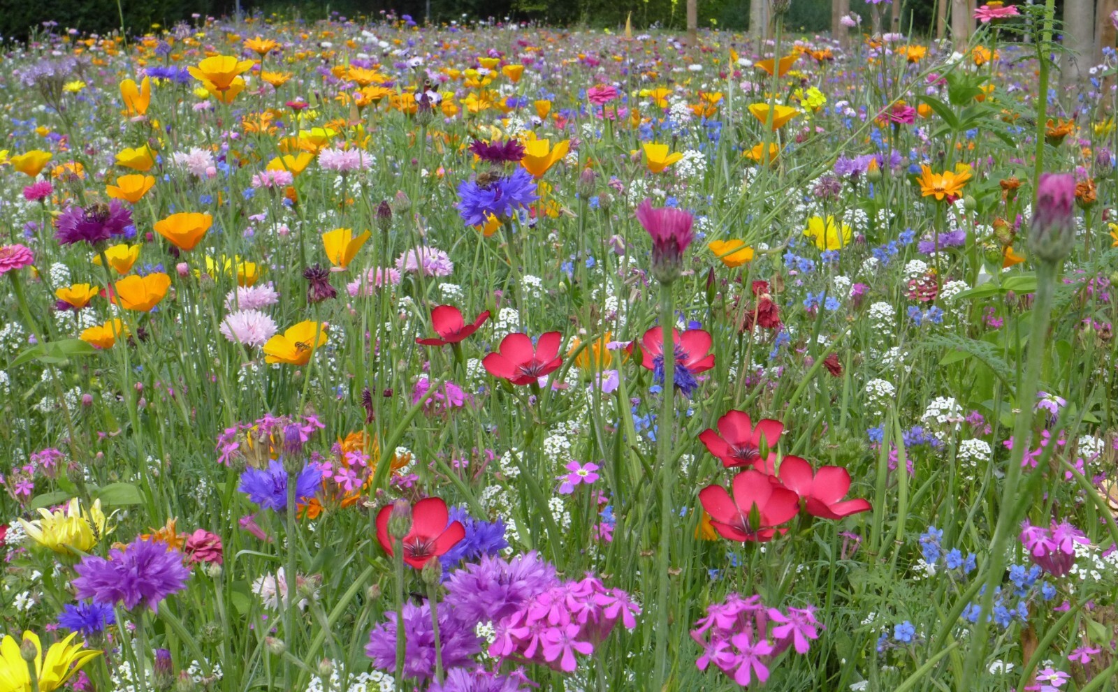 Serendipity’s All Natural -All Region Heirloom Garden Wildflower Mix -1000 Seeds