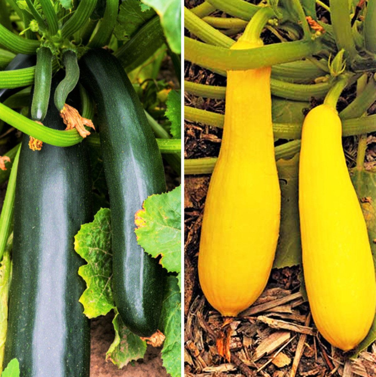 Black and Yellow Summer Squash Mix Seeds Combo Pack | Zucchini Straightneck 2024