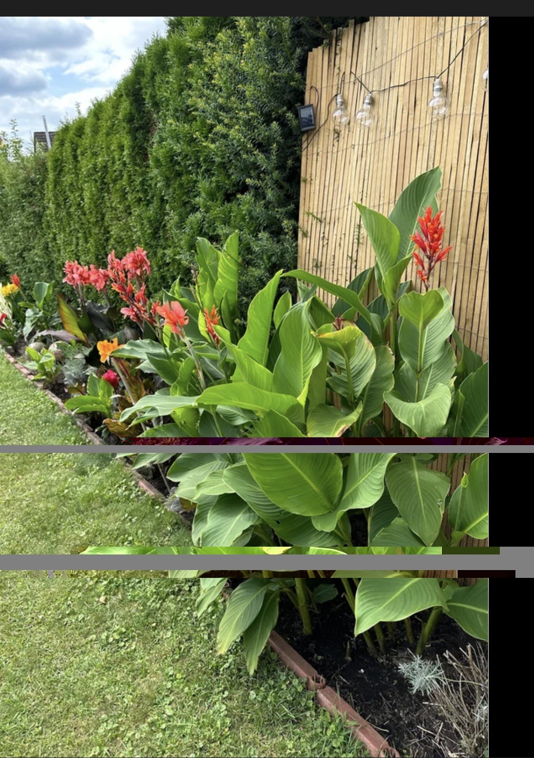 Canna Bulbs Red Flowers Tall Plants Lot Of (5) Bronze Leaf Lily Rhizomes