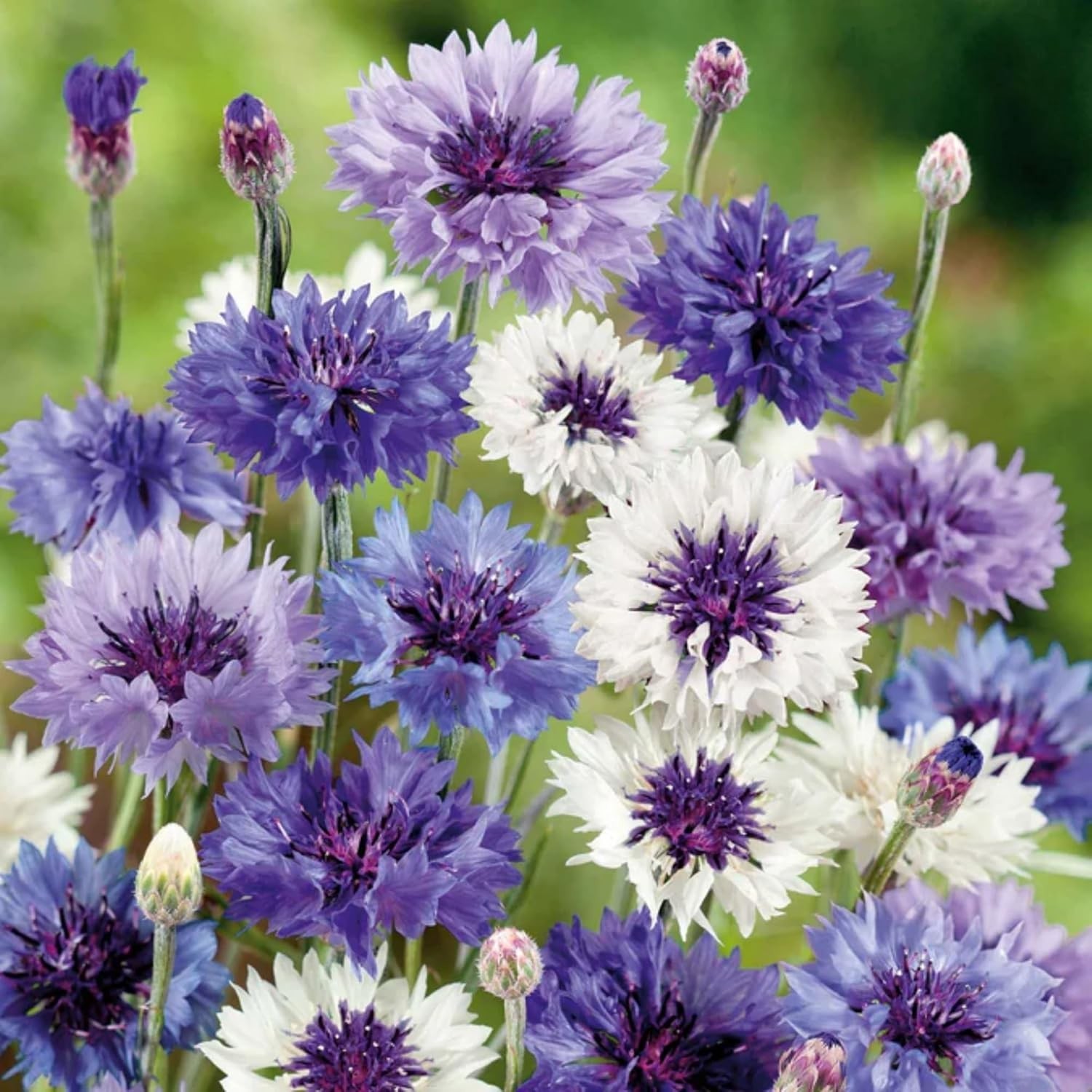 Dwarf Cornflower Seeds Mix – 3000+ Flowers for Gorgeous Spring to Fall Displays