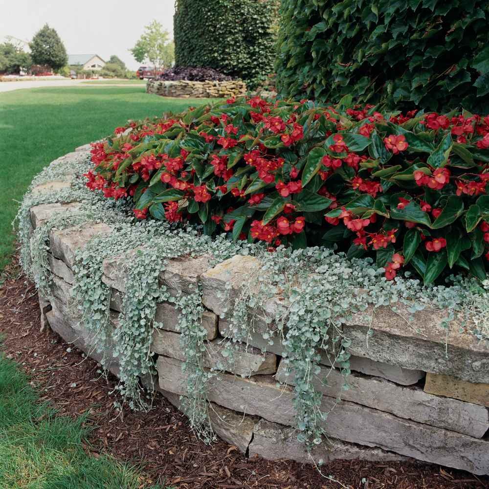 15 Seeds Dichondra Seeds Heat & Drought Tolerant Silver Falls Ground Cover