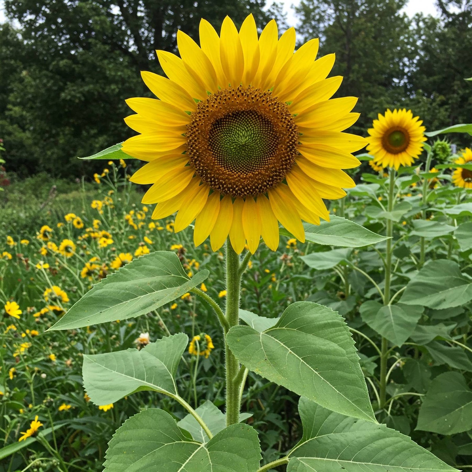 Mr. Fothergill’s Sunflower Giant Seed Oh Sow Simple, Easy to Grow