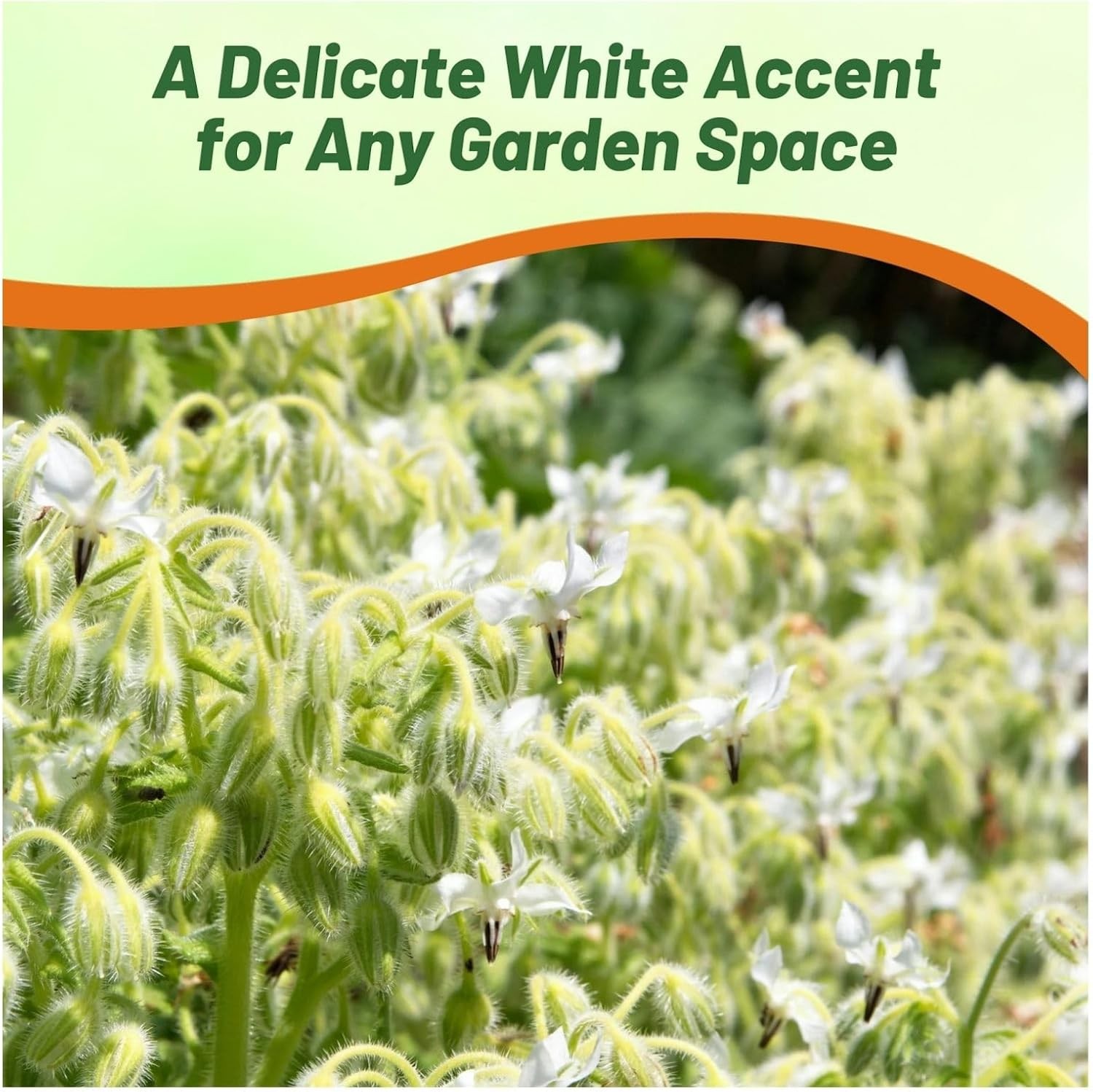 1000 Seeds White Borage Drought Tolerant Herb Garden Plant Seeds For Xeriscaping