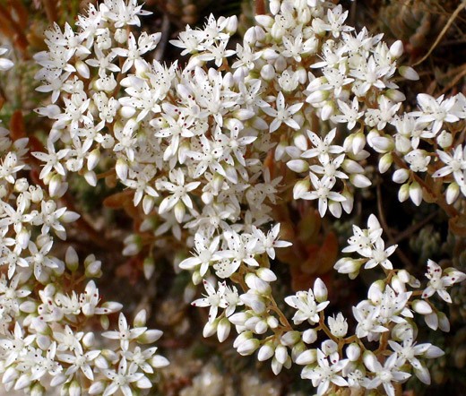 SEDUM WHITE STONECROP Sedum Album – 200 Bulk Seeds