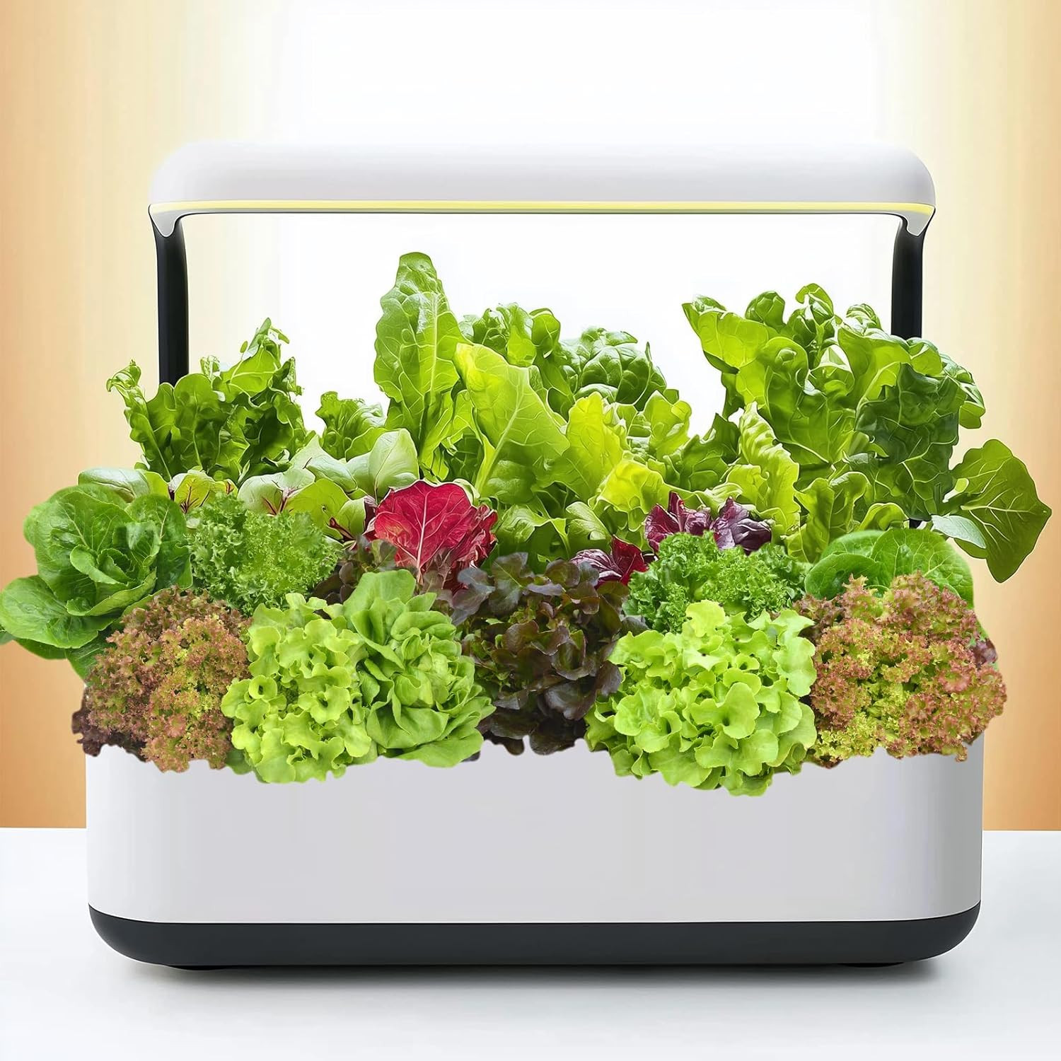 20,000+ Lettuce Seeds, Heirloom Vegetable Seed for Planting Indoor Outdoor, 10 V