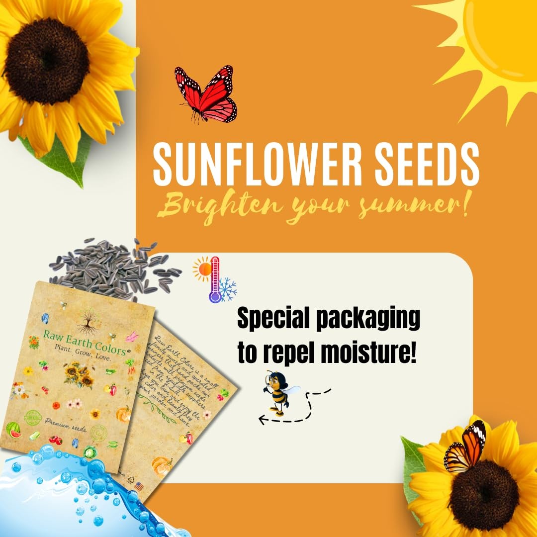 Dwarf Sunflower Seeds for Planting – to Plant and Grow Teddy Bear and Sunspot…