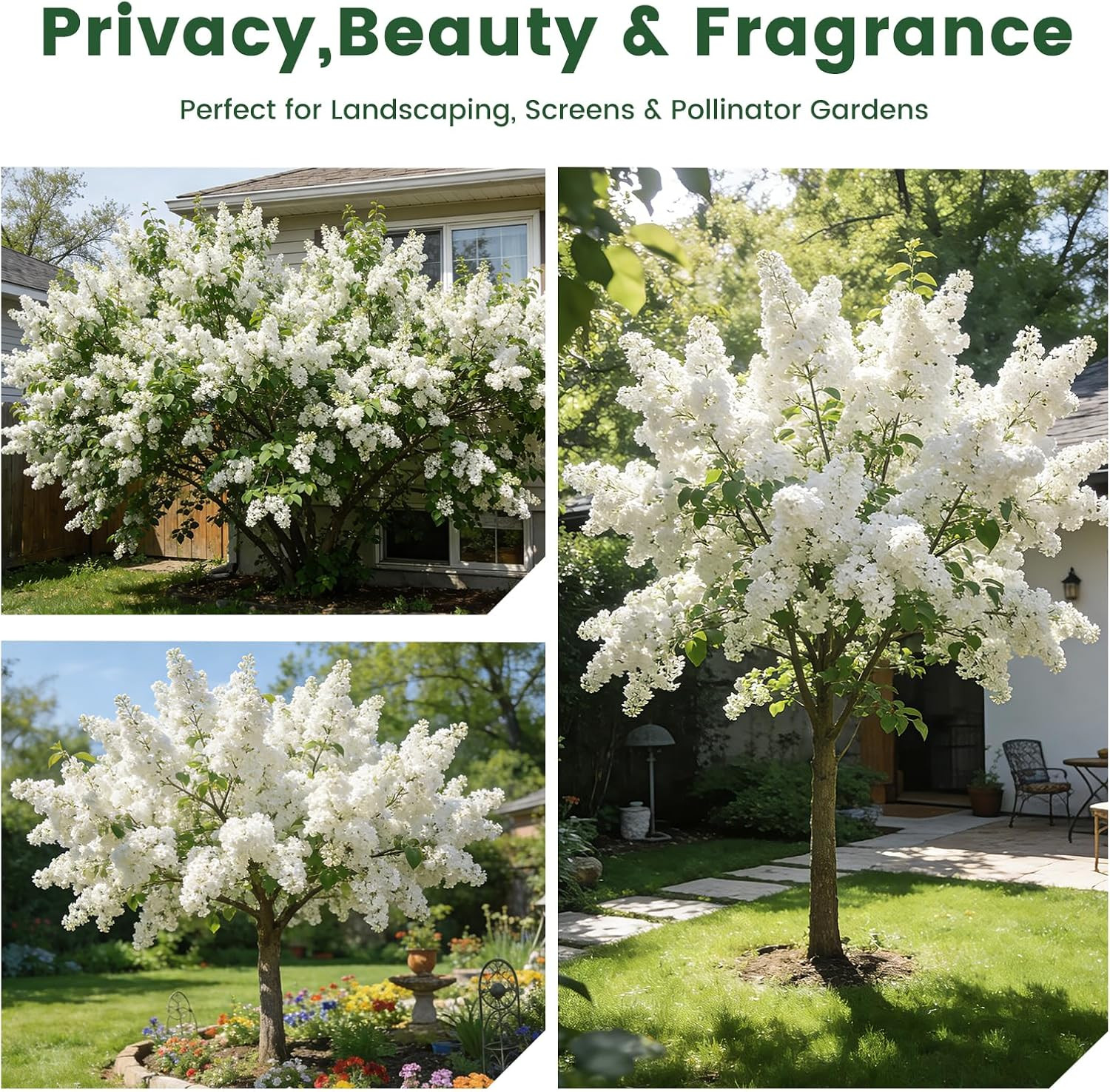 White Japanese Lilac Tree Seeds – 100 Heirloom Seeds for Planting, Fragrant Flow