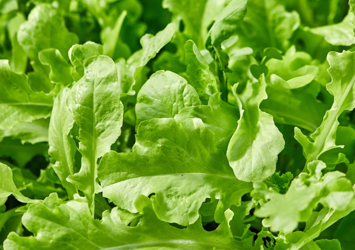 Arugula Eruca Sativa Rocket Seeds – Leafy Vegetable – 200 to 32,000 Seeds