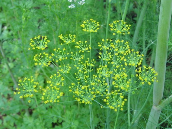Herb Seed: Bouquet Dill seed 250+ Seeds Fresh Seed