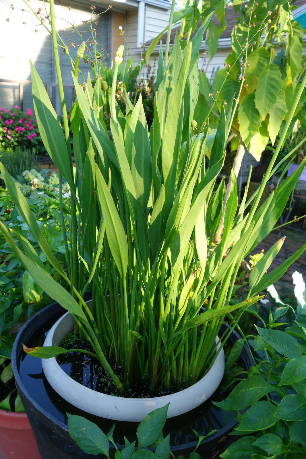 100 Sagittaria lancifolia SEEDS Lance Leaf Arrowhead Aquarium Aquatic Pond Plant